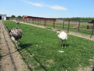 Granja de avestruces.