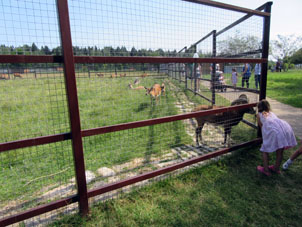 La administración del parque pide no alimentar a los animales, pero la chica arrancó la hierba y ofreció al cordero.