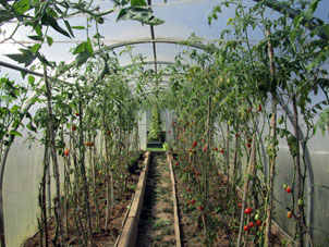En el invernadero norteño, hay bastante tomates (jitomates) maduros, verdes y futuros (es decir flores) para nuestra comida cotidiana y para conservar.