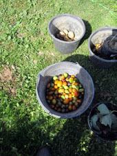 Cosecha de los tomates (jitomates) y patatas (papas crecidas desde tubérculos dejados en el año anterior) del bancal a cielo abierto.