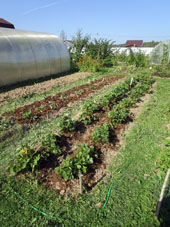 Nuevos cambios en los bancales. El cerca del invernadero también está preparado para plantar fresa jardinera.