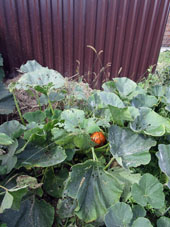 Aoyama (calabaza) sembrada cerca del cercado y sobre basura orgánica enterada.