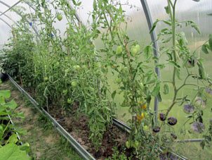 Algunos jitomates (tomates) en el invernadero sureño van a madurar.