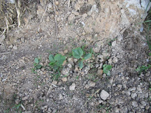 Se brotaron y siguen crecer todas cuatro semillas de calabaza (aoyama).