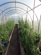 En el invernadero norteño, ya se cultivan principalmente tomates y cebollín (chalota).