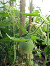 En el invernadero norteño, apareción fruto de tomate de variedad Kazajstán azul.