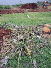 Las plantas de calabacines debido al frío nocturno dejaron su vida.