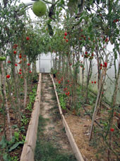 Tomates (jitomates) en el invernadero norteño serán recolectados todos (tanto rojos como verdes).