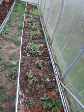 Plantamos las fresas en el bancal occidental del invernadero.