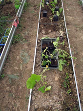 Calabacines preparados para ser plantados a cielo abierto el día siguiente.