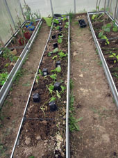 Pepinos plantados en el invernadero sureño.