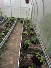 Pimientas y berenjenas (detrás) plantadas en el invernadero sureño.
