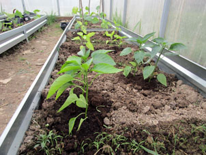 Pimientas plantadas en el invernadero sureño.