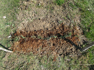Cebollín sembrado en el suelo bajo cielo abierto en el año pasado. 