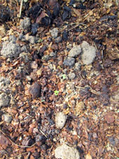  Comenzó a crecer rabanillo sembrado en el invernadero norteño el 04.04.2023.