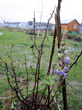 El arbusto de grosello negro (casis) ya se preparó para el período de invierno y el flor de lupino crese y florece, sin embargo sin esperanza de dar semillas este año.