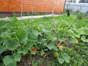 Rapos ya fueron cosechados dejando puesto para seguir cultivar calabazas (aoyamas) y calabacines.