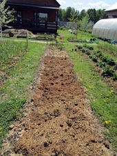 Otra parte de este bancal sembrada con zanahorias cubrimos con mezcla de estercol de caballos con aserrín para proteger suelo contra secado y para abonar un poco.