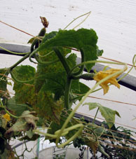 La planta de pepino sigue crecer, florecer y concebir sus frutos ya bajo techo del invernadero sureño.