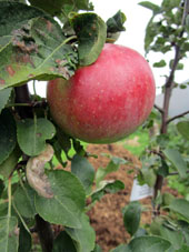 Manzana en el árbol plantado este año.