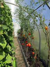 Tomates (jitomates) en el invernadero norteño.