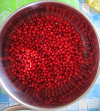 Grosellas rojas cosechadas y litos para compota.