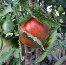 Primer fruto de tomate madurado a cielo abierto.