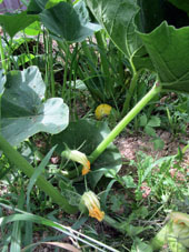 Frutos y flores de las calabazas (aoyamas).