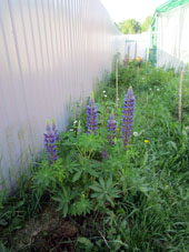 Lupino o altamuz además de ser flor muy bonito satura el suelo con nitrógeno siendo una planta útil para una huerta o jardín.