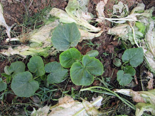 Siguen crecer también las calabazas (aoyamas) sembradas en el suelo.