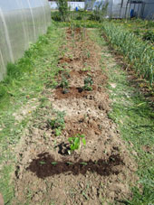 En el bancal, con los tomates plantamos una pimienta y varias flores tagetes (claveles moros) que son bonitos y protegen contra algunas enfermedades vegetales.