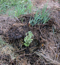 Un tomate brotado en pote plantamos en montón de hierba del año pasado (basura natural) que a su vez estaba sobre un montón de aserrín y estercol de caballos.