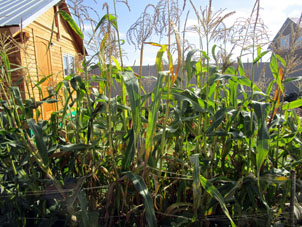Hube decidio que el maíz ya estuviera maduro lo coseche. En la foto, maíz antes de la cosecha.