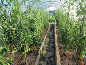 En el invernadero norteño, los tomates (jitomates) maduran poco a poco y por medida de su madurez los comemos.