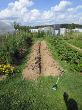 Una vez cosechado todo el ajo, comienzo a preparar su bancal para plantar aquí fresas jardineras. Para eso, hice una zanja.