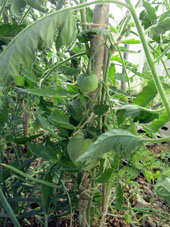 Tomates (jitomates) en el invernadero norteño.