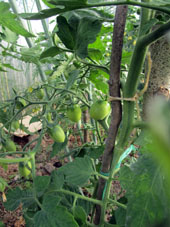 Una variedad de tomates (jitomates) más.