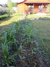 Maíces de plantones y maíces sembrados en el mismo bancal.
