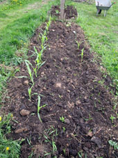 Bancal con maíz plantado. El sembrado todaví no se ha brotado, igual como calabazas sembradas en el mismo bancal.