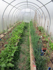 En el invernadero norteño, crecen tomates, rabanillos, cebollín, hinojo y lechuga.