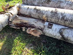 Los hongos comestibles Armillaria mellea siguen crecer bajo tronco de abedul destinado para leña.
