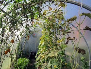 En el invernadero sureño, continuamos obtener tomates (jitomates) y pepinos.