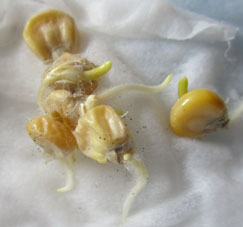 Gérmenes de maíz se aparecieron de las semillas.