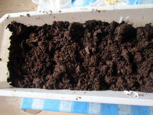 Puse los gérmenes de maíz en un cajón con mezcla de turba y suelos para cultivar plantones.