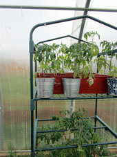 Plantones de tomates se guardan en el invernadero norteño. 