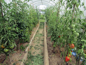 En el invernadero norteño, maduran tomates (jitomates). Por medida de su madurez. los cosechamos y comemos.
