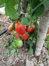 Mis tomates (jitomates) favoritos de variedad De Barão rosado en el invernadero norteño.