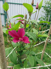 Flor de clematis no dará fruto, está plantada para adornar el jardín (que tengo en combinación con la huerta).