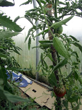 Un tomate en el invernadero norteño comenzó a enrojecerse.