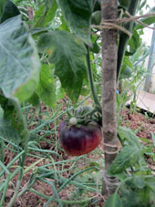 Tomate (jitomate) de variedad Kazajstán Azul en el invernadero norteño.